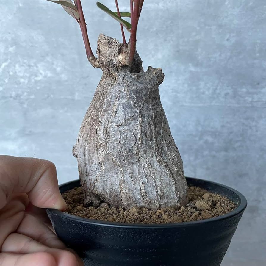 フィランサスミラビリス超美形大株