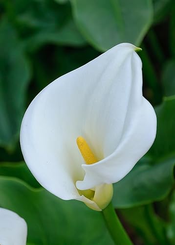 Miniatura 3 de Calla Lilies Aethiopica White Giant - 3 bulbos grandes - Bombilla 15+ cm