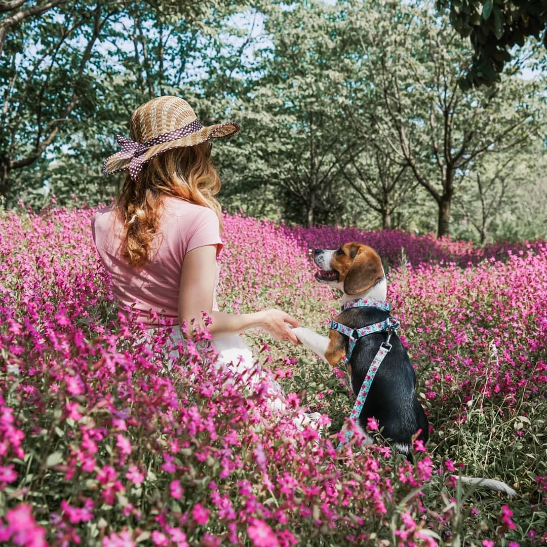 Blueberry Pet Essentials Frühlingsduft Inspirierte Garten Geblümte Hundeleine in Pastellblau, 150 cm x 2cm, M - 5