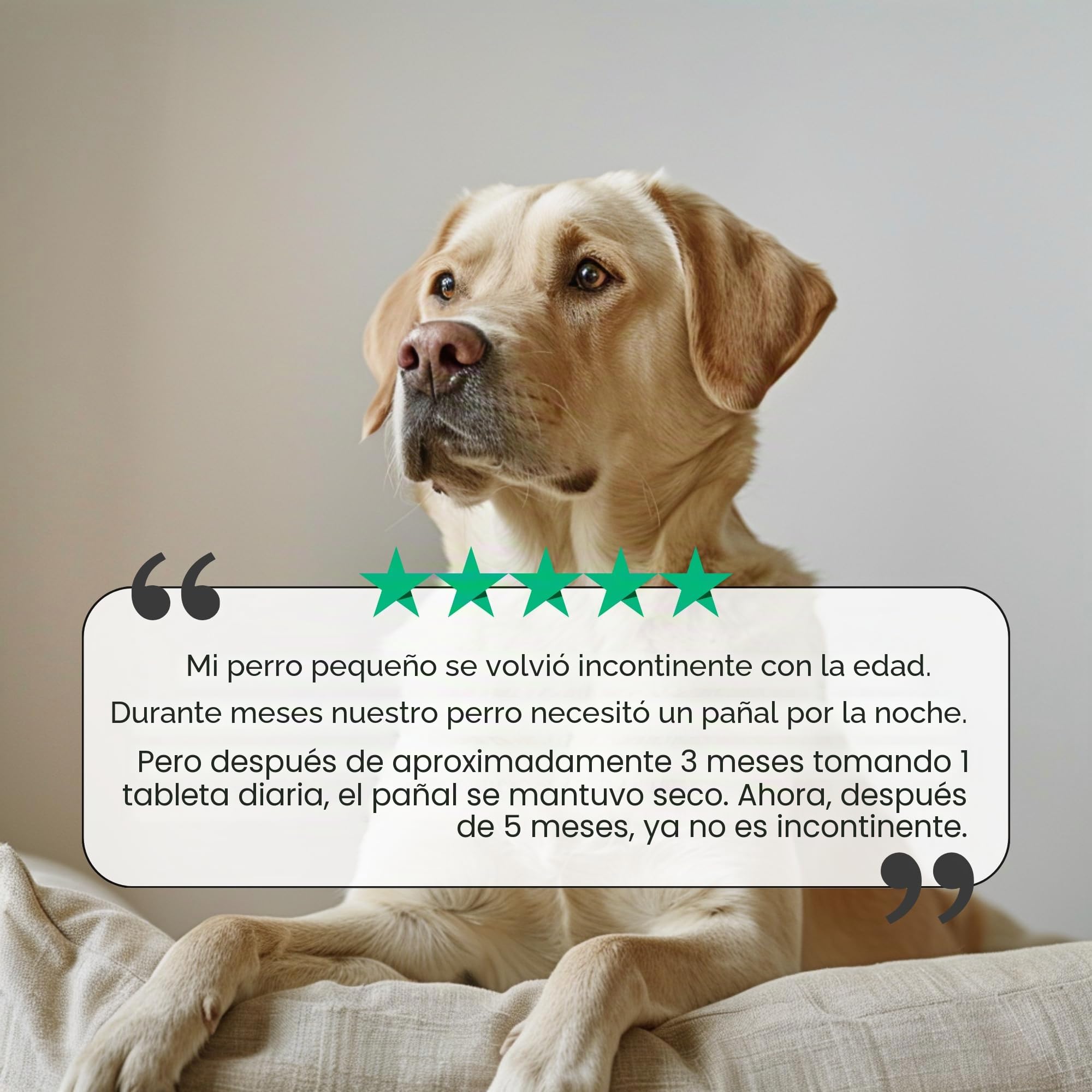 Inconti Stop Perro – incontinencia y Debilidad de la vejiga Hembra y Macho – Apoyo Natural de Las vías urinarias Ante pérdidas de orina, Goteo y Control reducido – 90 Comprimidos