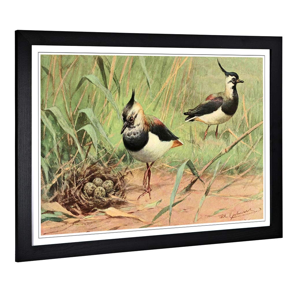 Big Box Art Framed Print of Vintage W Kuhnert Northern Lapwing Design | Wall Art Picture | Home Decor for Kitchen, Living Room, Bedroom, Hallway, Black, A2 / 24.5x18 Inch / 62x45cm