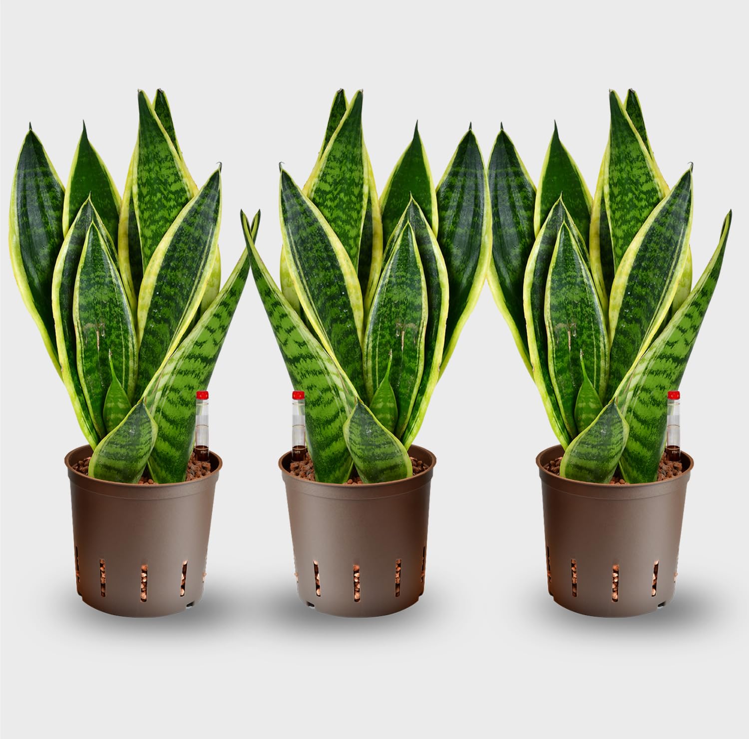 Sansevieria Bogenhanf - pflegeleichte Zimmerpflanzen - Sukkulenten frisch aus der Gärtnerei - Hydrokultur Set Sideboard Weiß - Höhe 25-30 cm - inkl. Gefäß, Blähton & Dünger - Green Me Up