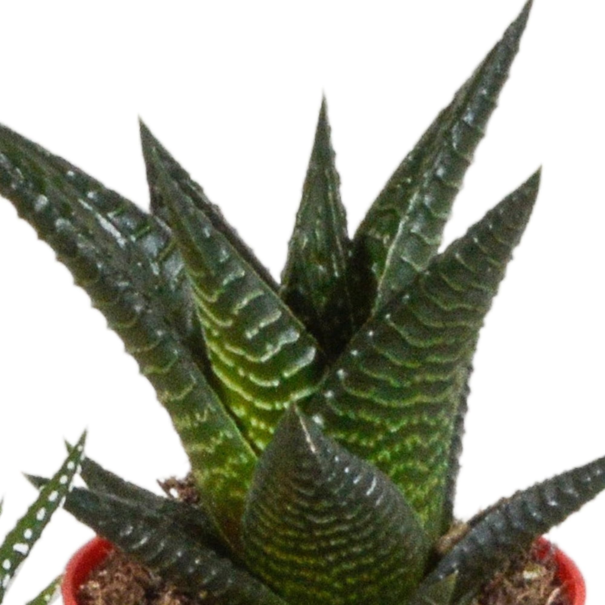 Mix Piante Grasse Gasteria Haworthia, Vaso Plastica Legno, Set da 5, 5.5cm
