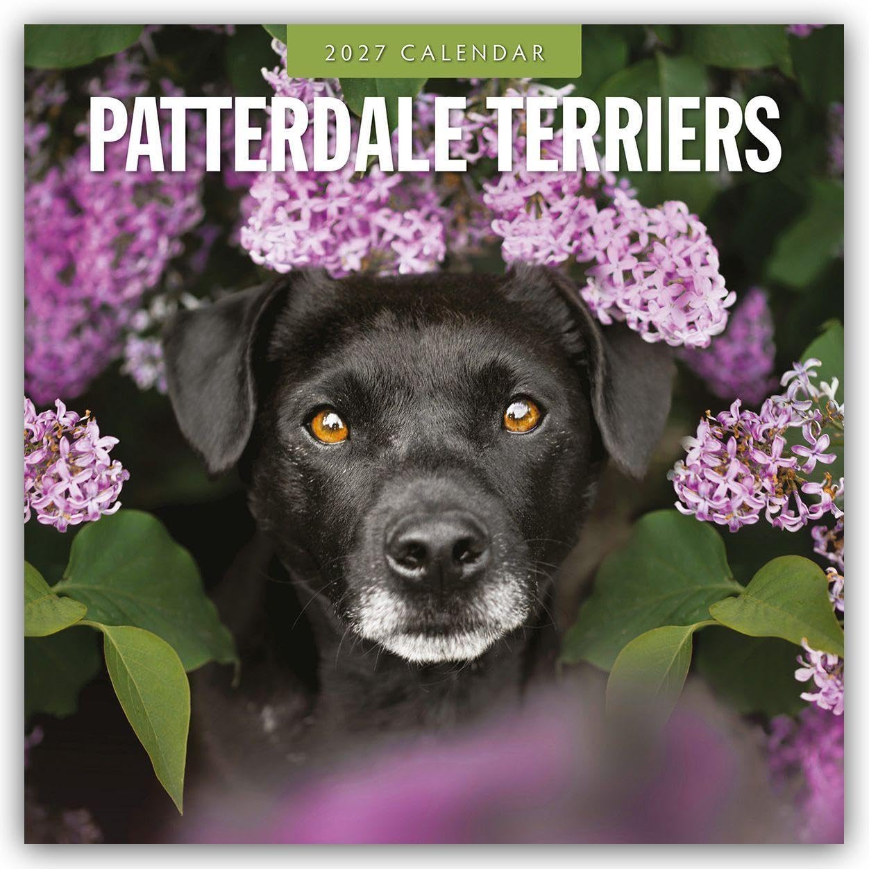 Patterdale Terriers 2027 Square Wall Calendar: Original Red Robin Publishing Ltd-Kalender [Mehrsprachig] [Kalender]