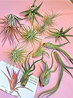 Vista 8 de 4 Live Air Plants, Hand Selected Assorted Variety of Species, Tropical Houseplants for Home Décor and DIY Terrariums (4-Pack)