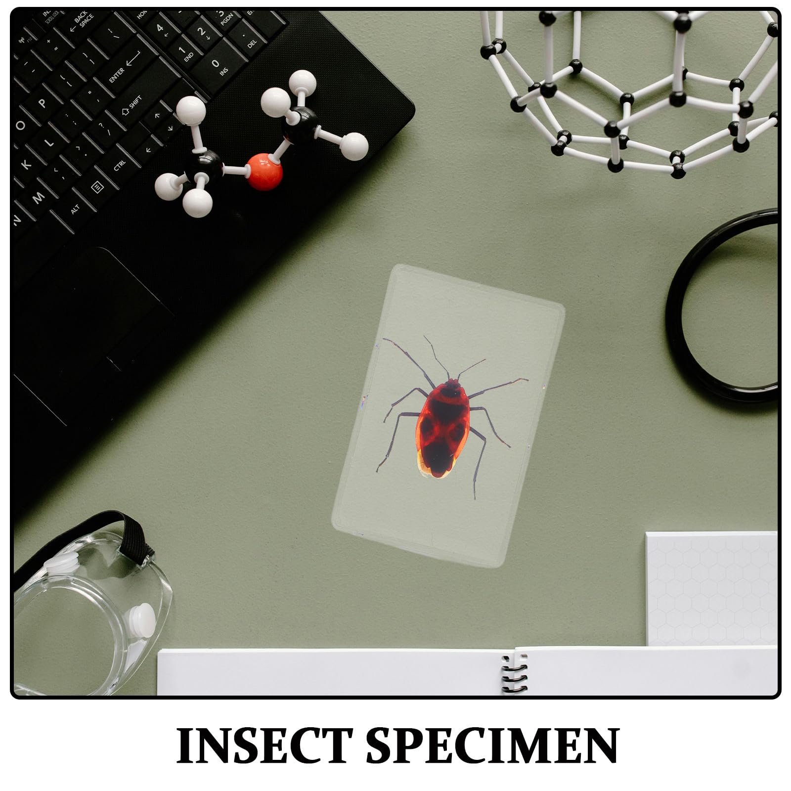 Adorainbow 6 Stück Insektenpräparat aus Kunstharz als Briefbeschwerer und Sammlerstück mit Elegantem Design für Wohn und Arbeitsbereich