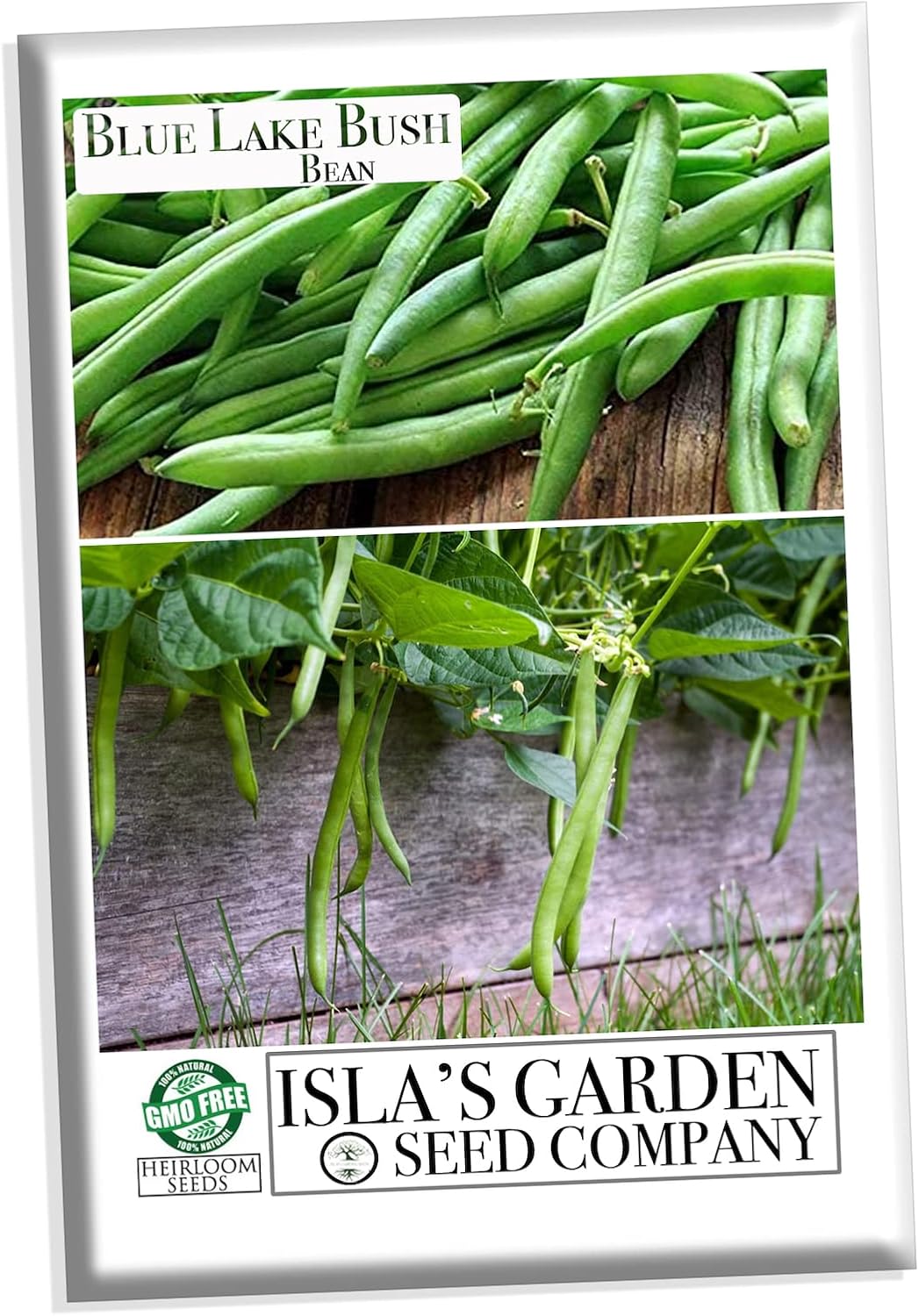 Blue Lake Bush Green Bean Seeds, 50+ Heirloom Seeds Per Packet, Non GMO Seeds, (Isla's Garden Seeds), Botanical Name: Phaseolus vulgaris