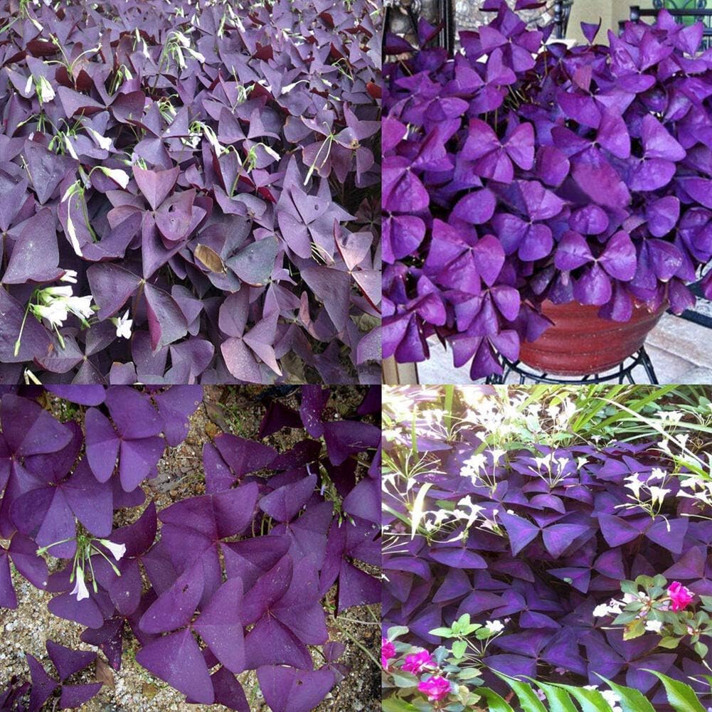 Seeds Package: 100Pcs Oxalis Seeds : 10X/Bag Easy Grow Triangularis Seeds Shamrock-Oxalis Seed Leaf Flower
