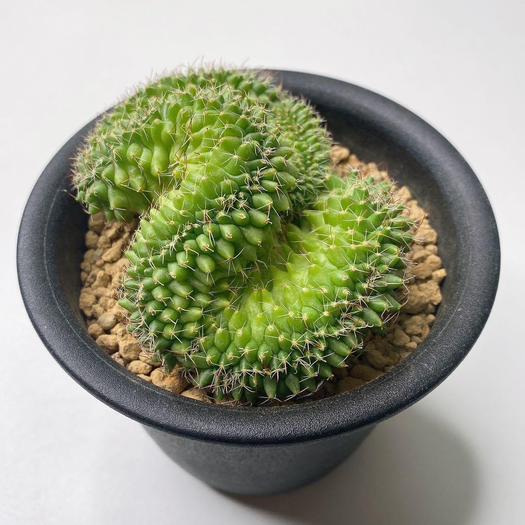 レアサボテンコレクション・マミラリア属・極多毛ブカレンシスinわけけのお店 レアサボテンコレクション・マミラリア属・極多毛ブカレンシスinわけけ