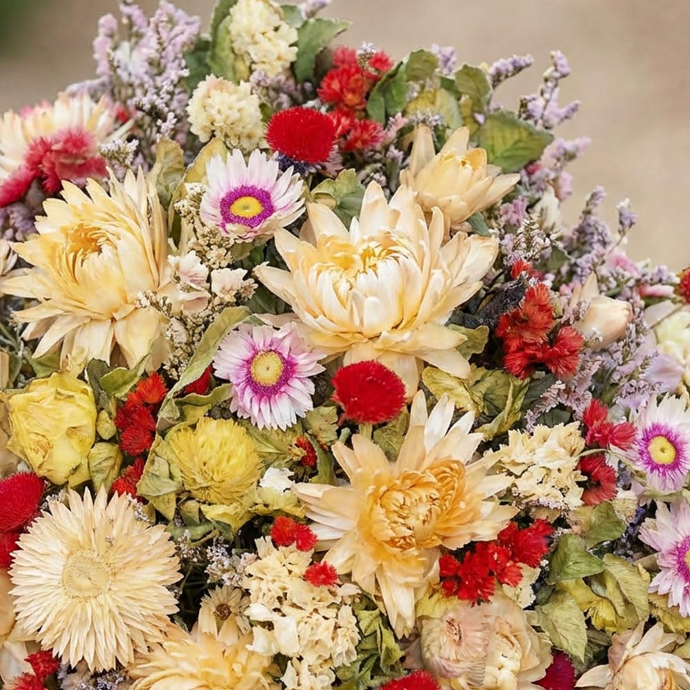 Everlasting Mixture Seeds – Fiori Secchi/Semprevivi Multicolor – Helichrysum & Dried Flower Blend – Annual Cut & Drying Flowers – Long Lasting Blooms