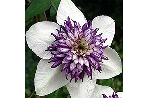 25 Fragrant Clematis Live Plants, White Purple Bloom Climbing Perennial Garden Flower