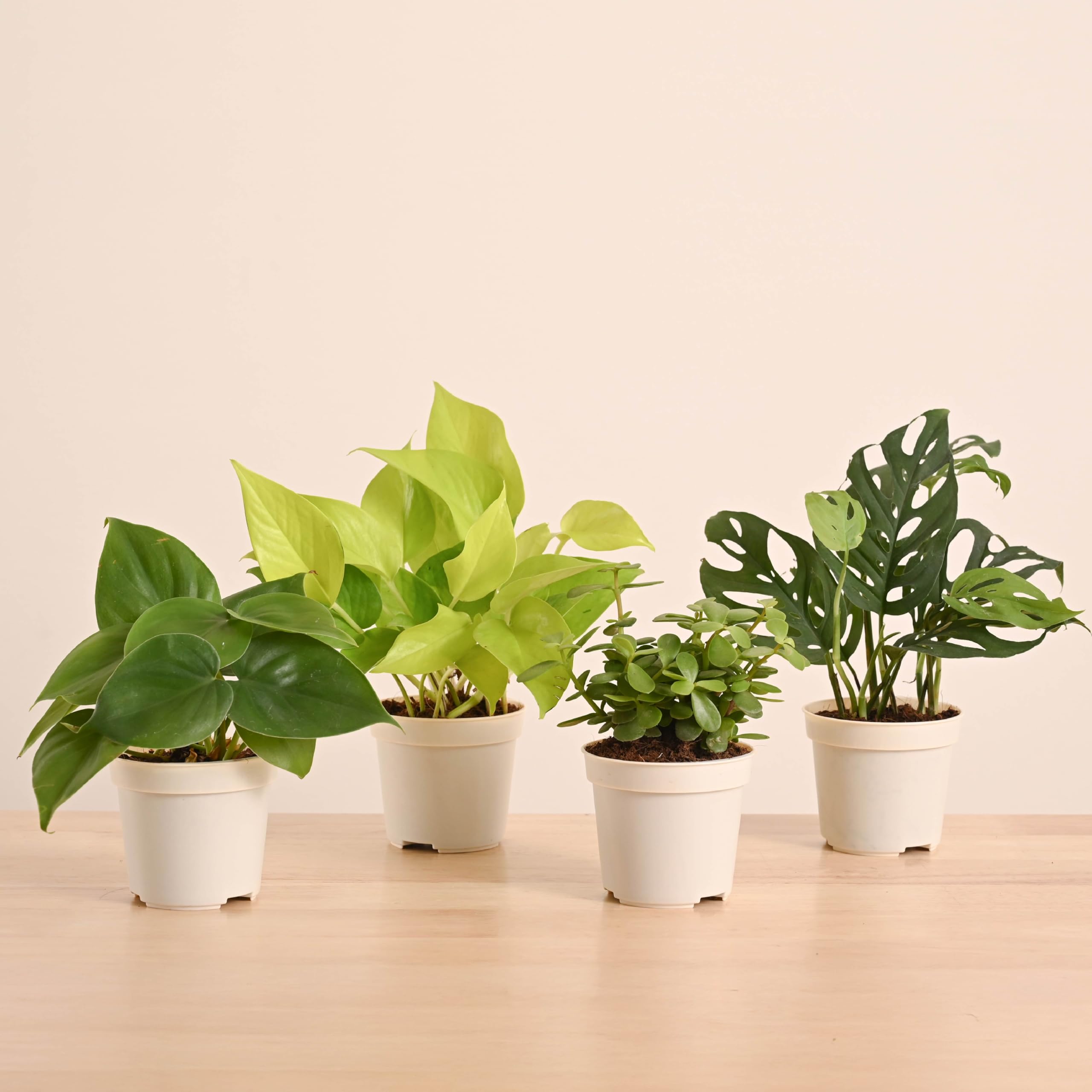 Ugaoo Indoor Plants for Living Room Home Decor Set of 4 Plant Combo Live Plant with Gro Pot - Jade Plant, Money Plant Golden, Broken Heart Plant and Philodendron Oxycardium Green
