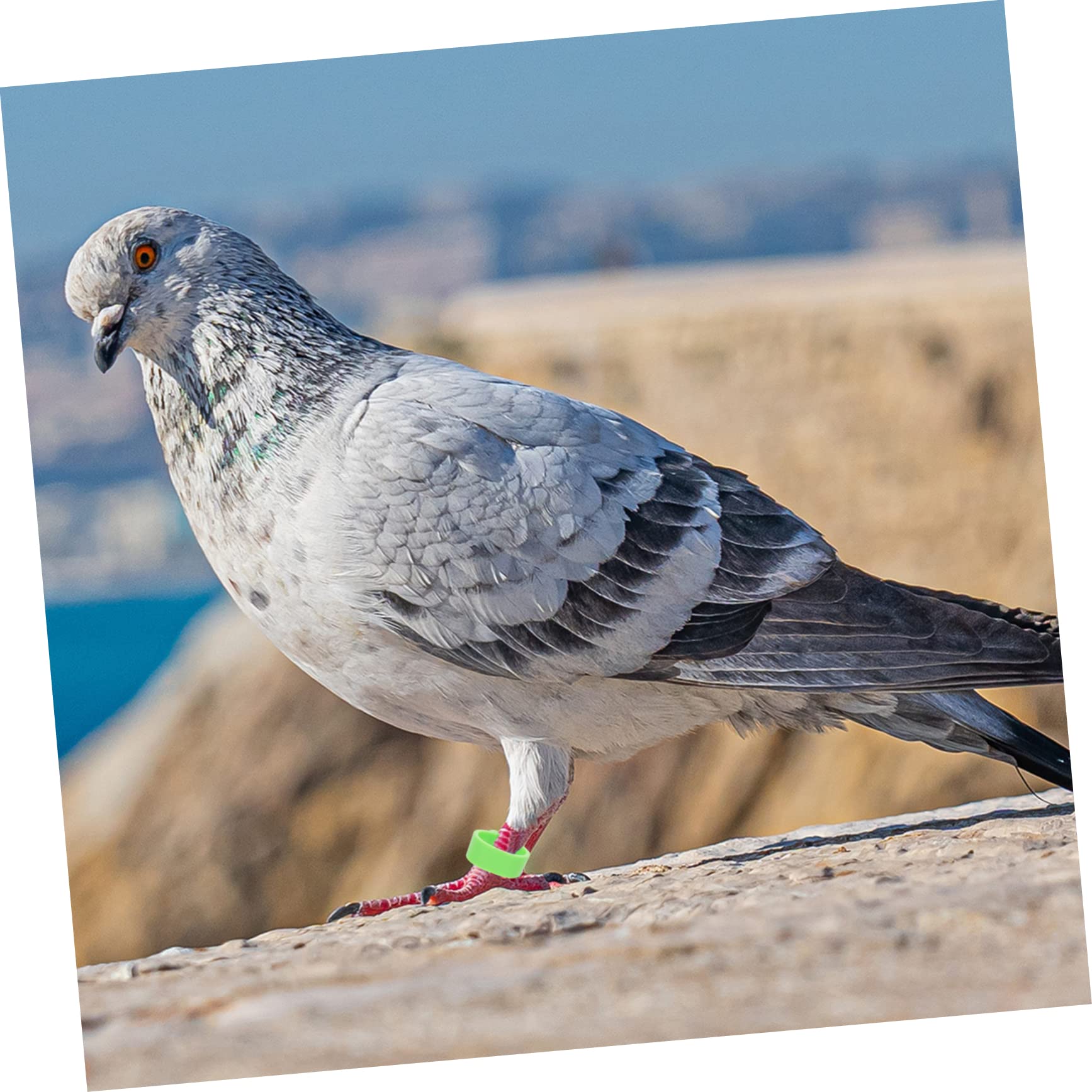BESPORTBLE 1200pezzi Anelli Identificazione Uccelli Anelli per Zampe di Pappagalli e Piccioni Confezione Colorata Facili da Applicare e Rimuovere Resistenti e Leggeri Adatti Vari Uccelli