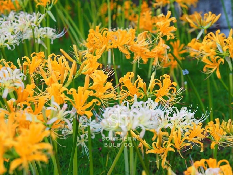 Lycoris.　0308 Yellow Spider Lily Bulbs For Sale | Lycoris Yellow - Aurea