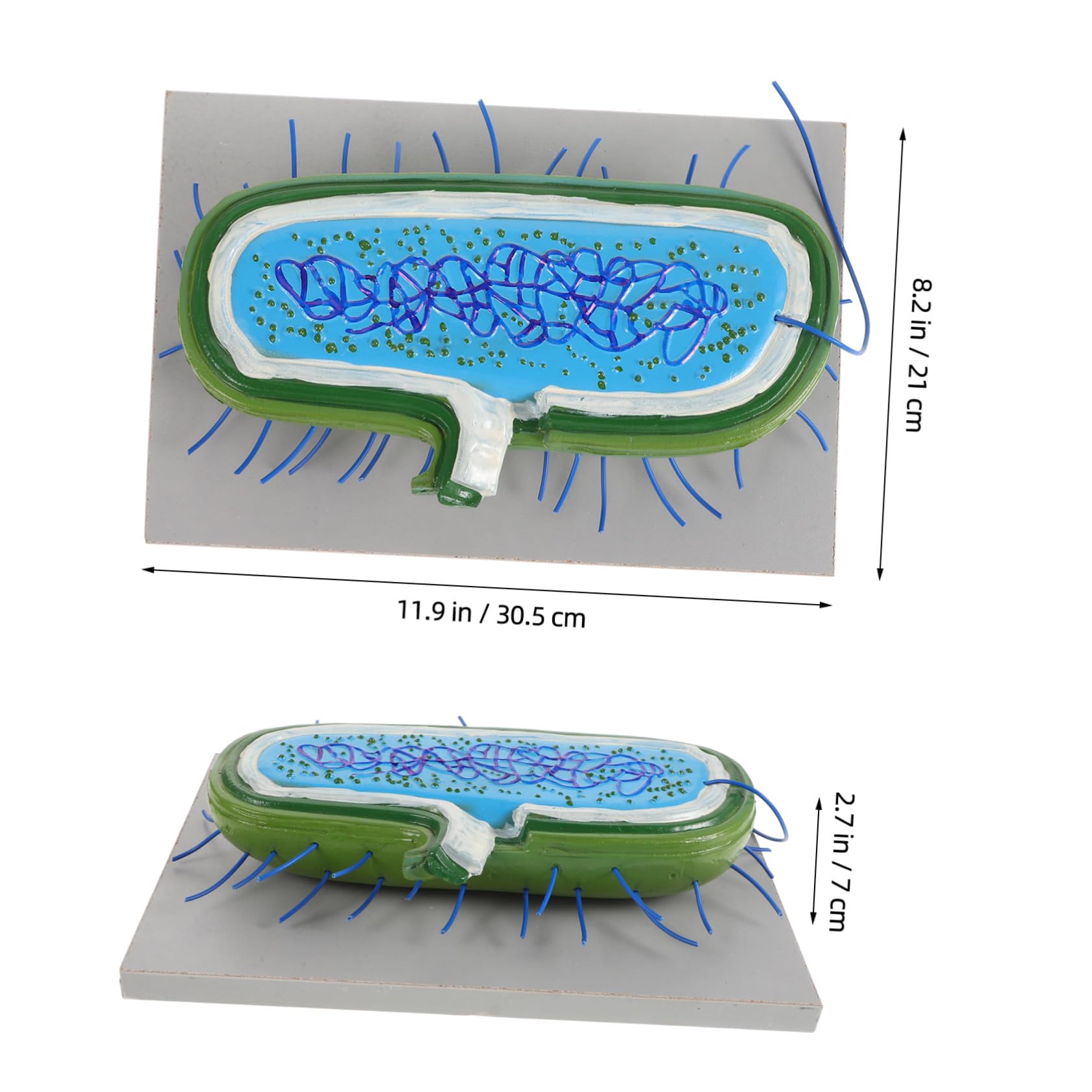 Toddmomy Anatomico di Cellule in Pvc per Insegnamento Biologico Struttura Realistica, Strumento Educativo per Laboratorio e Didattica Scolastica