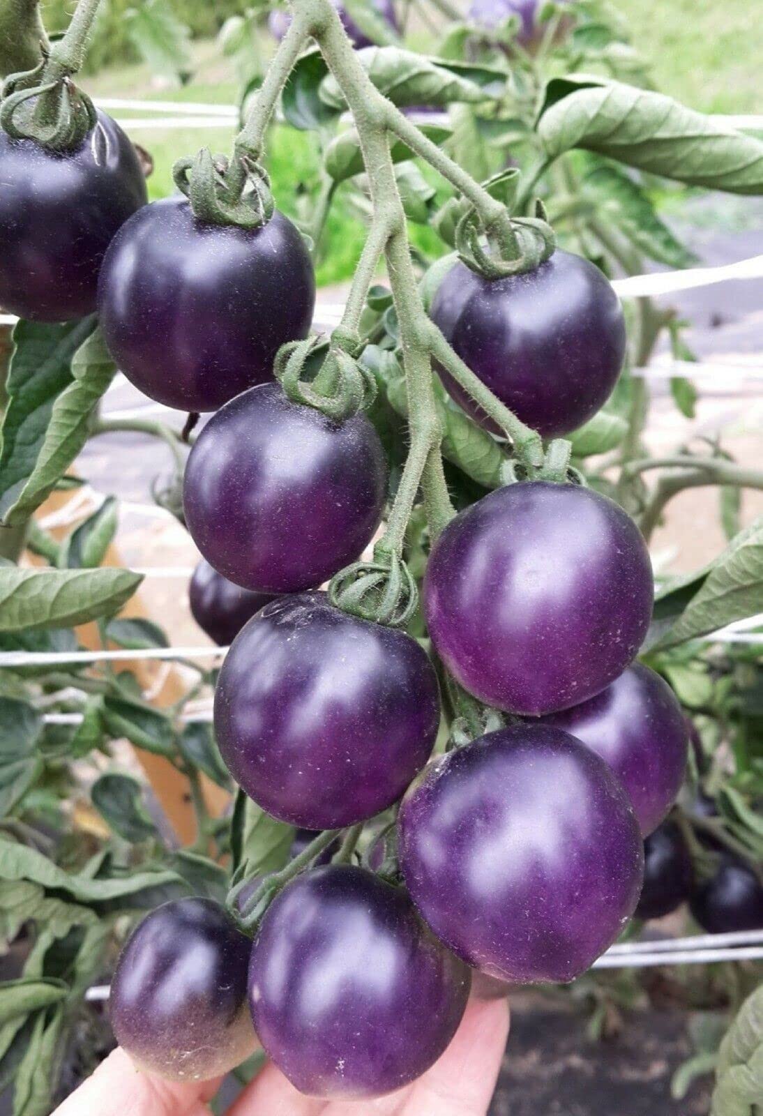 M-Tech Gardens Rare Hybrid Tomato " Purple " Exotic 100 Vegetable Seeds for Growing (B0BNSK8CKP) Amazon Price History, Amazon Price Tracker