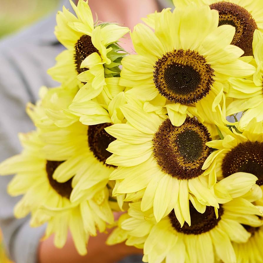 sunflower 2本 Music Box' Kneehigh Sunflowers – Renee's Garden