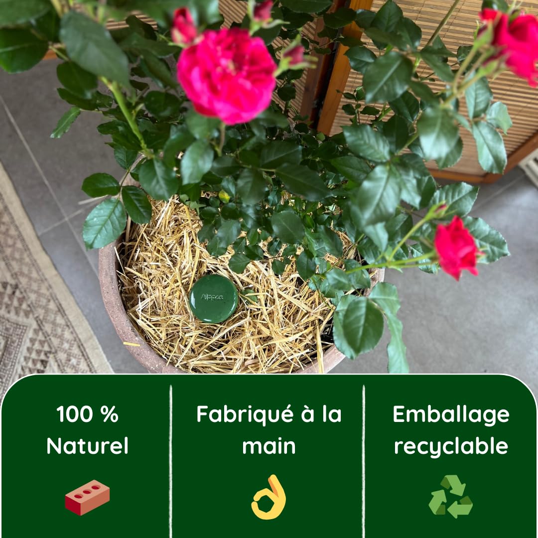 Oyas à enterrer 1 Litre en Terre Cuite avec Couvercle - ollas pour Plante intérieure et extérieure système d'irrigation par capilariter (2, Vert)
