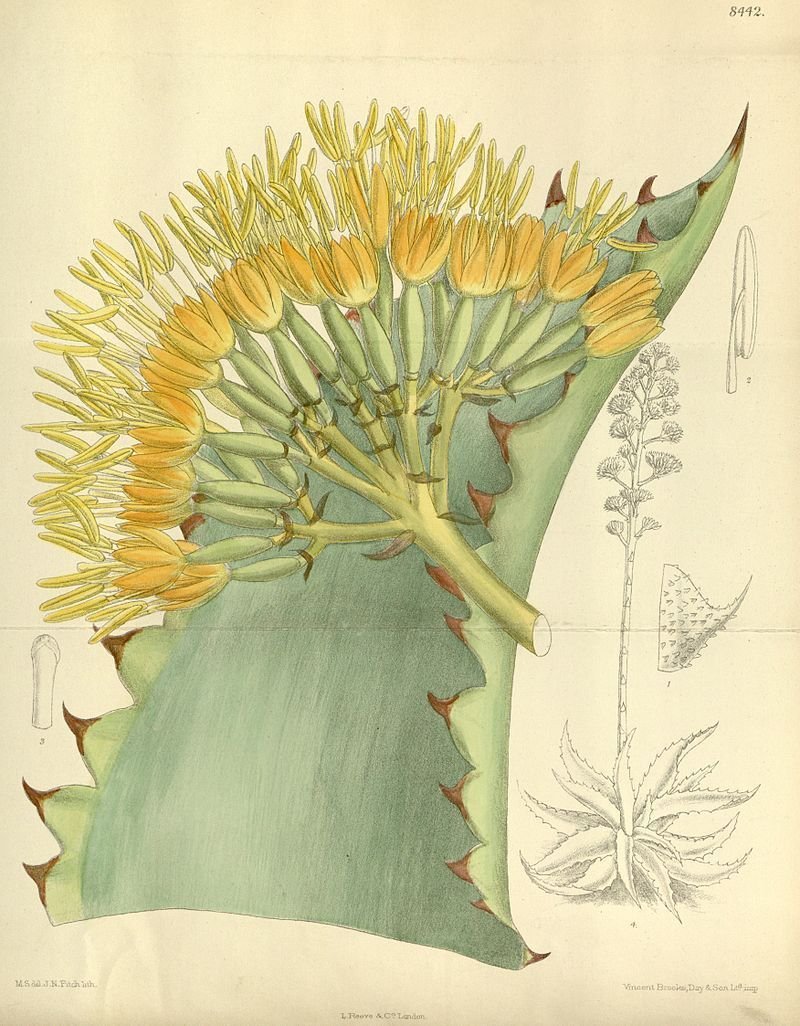Amazon｜【種子】Agave Marmorata◇アガベ・マルモラータ◎成長が早く 