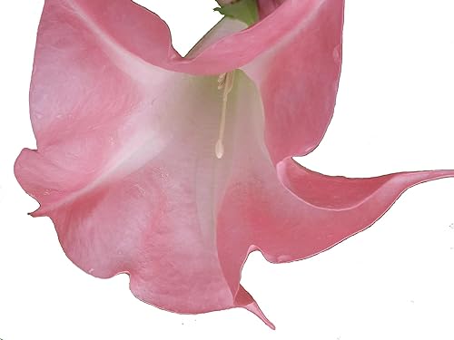 Mariposa Rosa Brugmansia Angels Trompeta Planta Tropical Viva Coral Rosa Flor Fragante Tamaño Iniciador 4 Pulgadas Pot Emeralds TM
