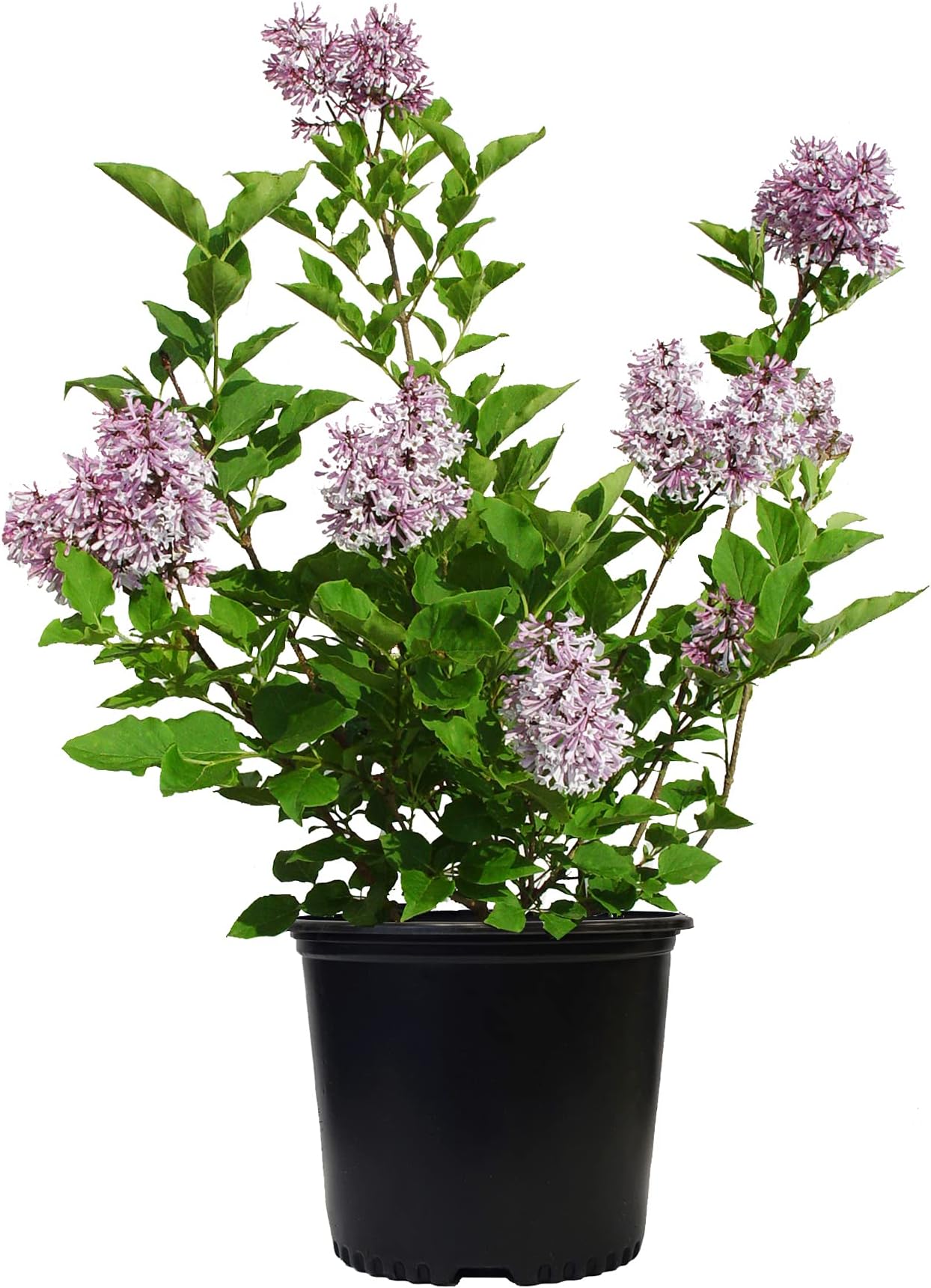 Syringa PATULA `Miss Kim` (Lilac) Shrub, 3-Size Container, Lavender Flowers