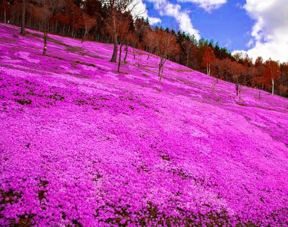 Buroifamily 1000 Pcs Seeds - Breckland Creeping Thyme Seeds - Amazing Ground Cover, Land Carpet