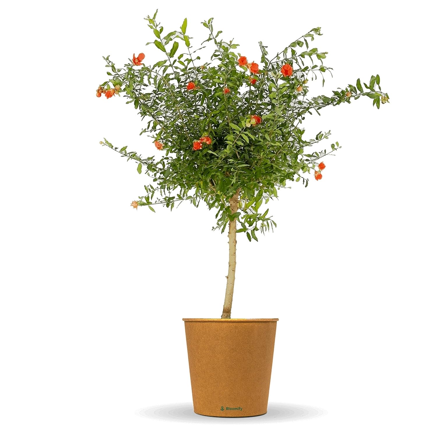 Bloomify® Zwerg Granatapfelbaum "Gloria" | 60 bis 80 cm große winterharte Granatapfel Pflanze | pflegeleichtes Granatapfel Bäumchen für Garten oder Topf | tolle Blüten und Früchte, selbstbefruchtend