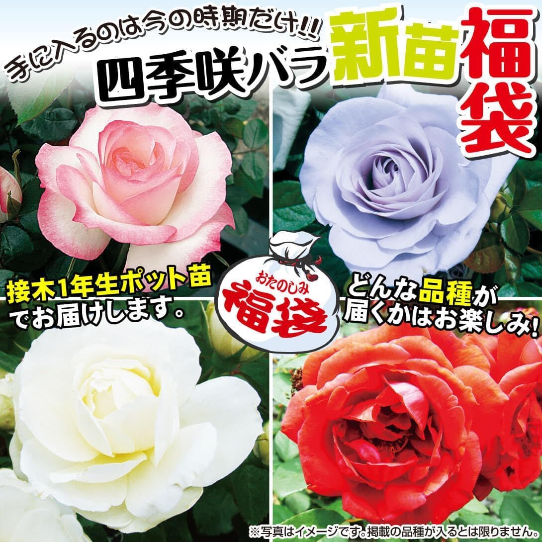 ニック様ご確認専用！バラ　苗　四季咲　① 切花 Amazon.co.jp: バラ苗 四季咲バラ新苗福袋（品種見計らい） 3株 / 国