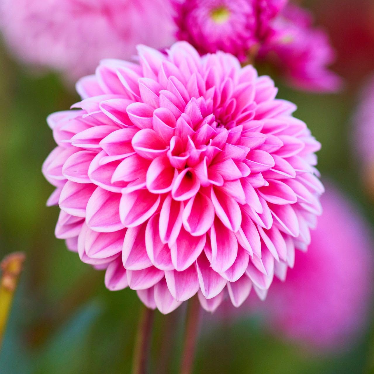 Amazon.com : Votaniki Dahlia Ball Sandra Tubers for Planting