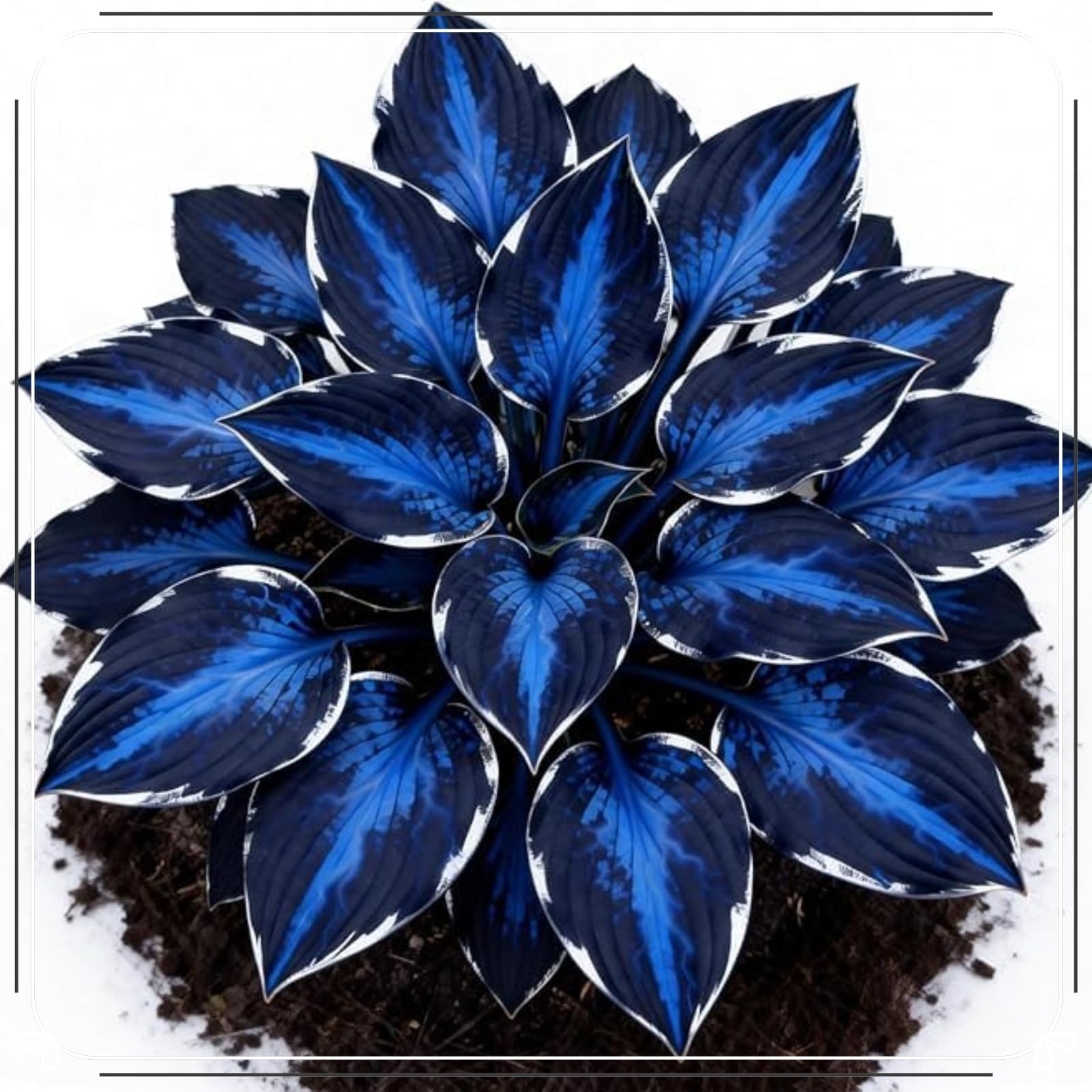 Blu Notte Rizoma Hosta/Resistente/Decorazione Per Casa e Giardino/Per ogni Spazio.-15Rizoma-G