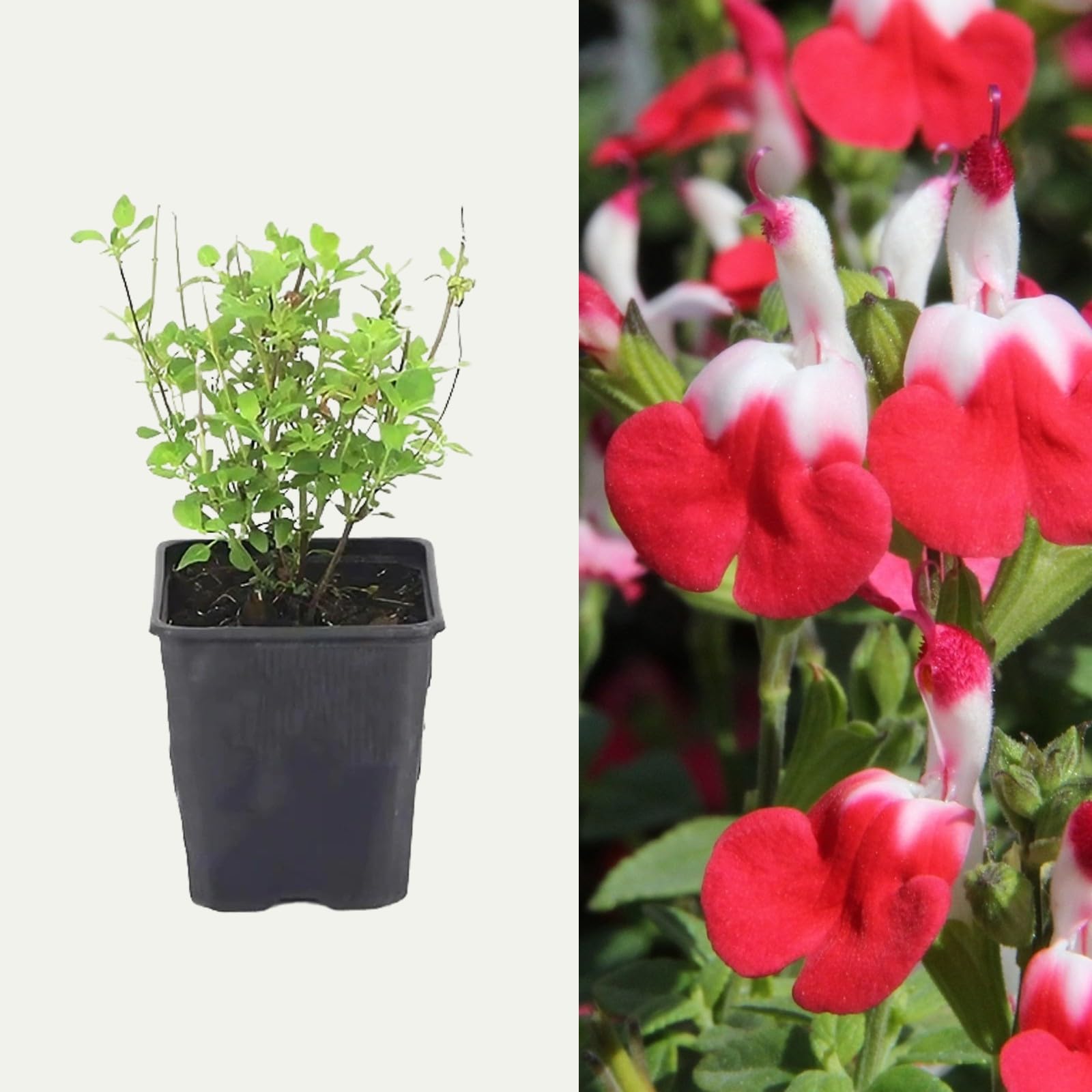 Carbeth Plants Salvia 'Little Kiss' | 9cm Pot (2 Plants)