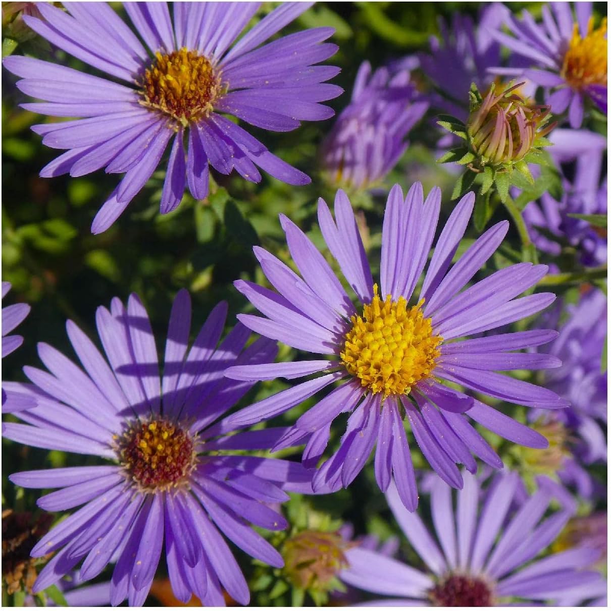 Everwilde Farms - 1/4 Lb Aromatic Aster Native Wildflower Seeds - Gold Vault