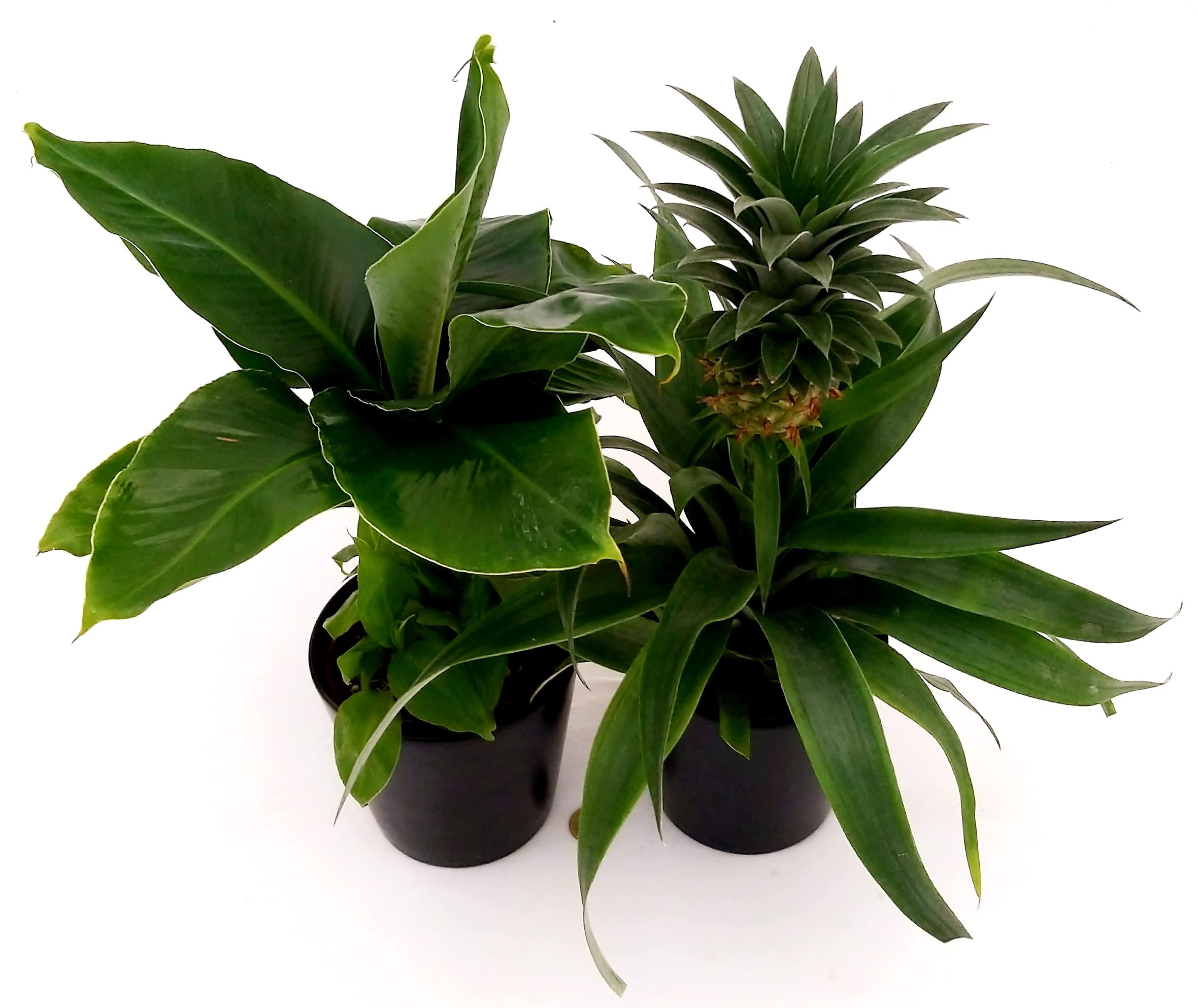 POWERS TO FLOWERS - PIANTA DEL BANANO e PIANTA DELL'ANANAS, DUO PIANTE DA FRUTTO TROPICALI, vaso13CM, piante vere