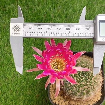 サボテン ロビビオプシス♬2カット ピンク花 サボテン ロビビオプシス♬2カット ピンク花 【公式通販】