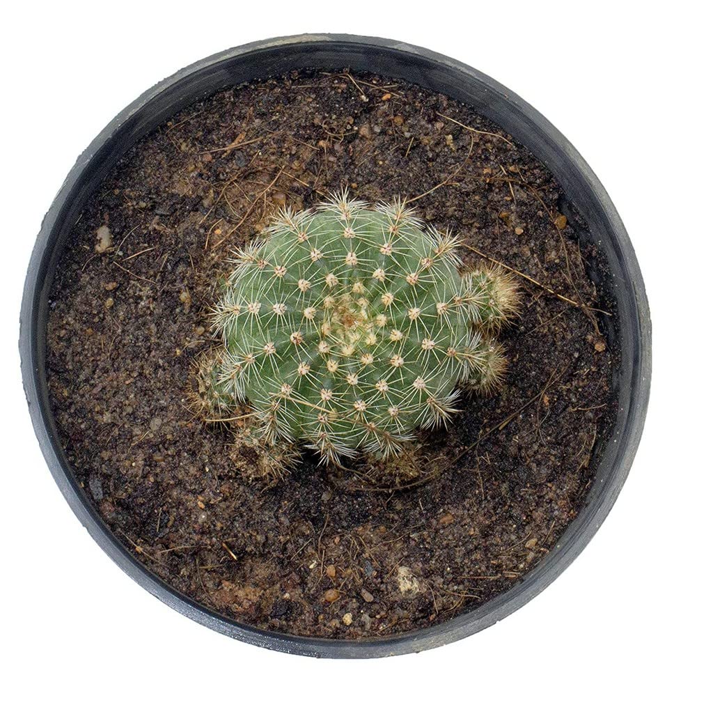 OhhSome Indoor Plant For Office Desk Echinopsis Tubiflora Dwarf Rosette-Forming Cactus - |Home|Indoor|Bedroom|Table|Living Room|Office Decoration Gift (Healthy Live Plant) (B09L86K9FZ) Amazon Price History, Amazon Price Tracker