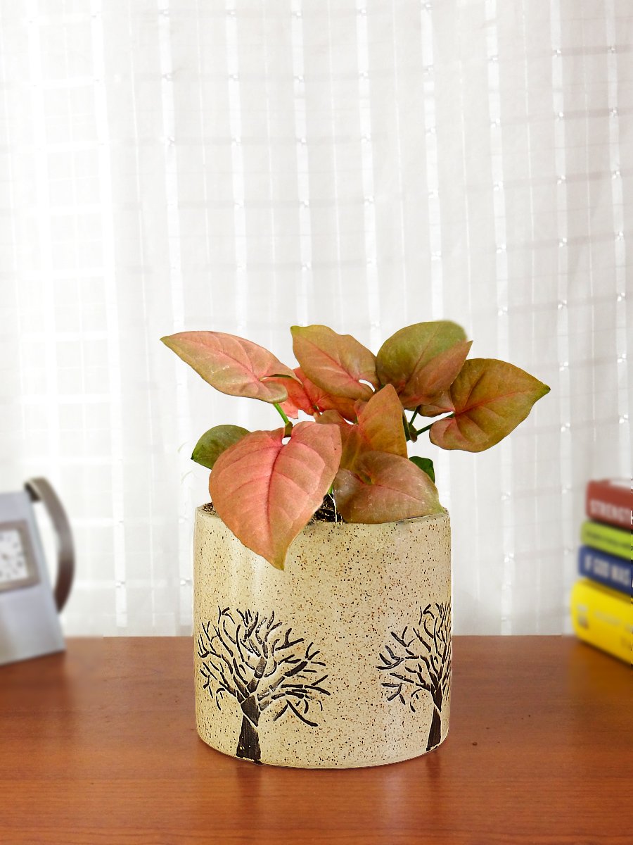 Rolling Nature Good Luck Pink Syngonium Plant in Brown Barrel Aroez Ceramic Pot (B075VSZ3V4) Amazon Price History, Amazon Price Tracker