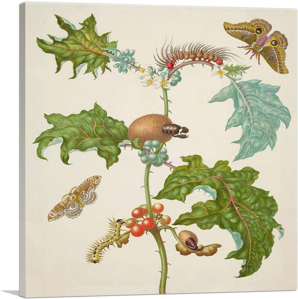 ARTCANVAS Coconilla With Silk Moth And Molippa Nibasa Moth 1702 Canvas Art Print Stretched Framed Painting Picture Poster Giclee Wall Decor by Maria Sibylla Merian - 12" x 12" (0.75" Deep)