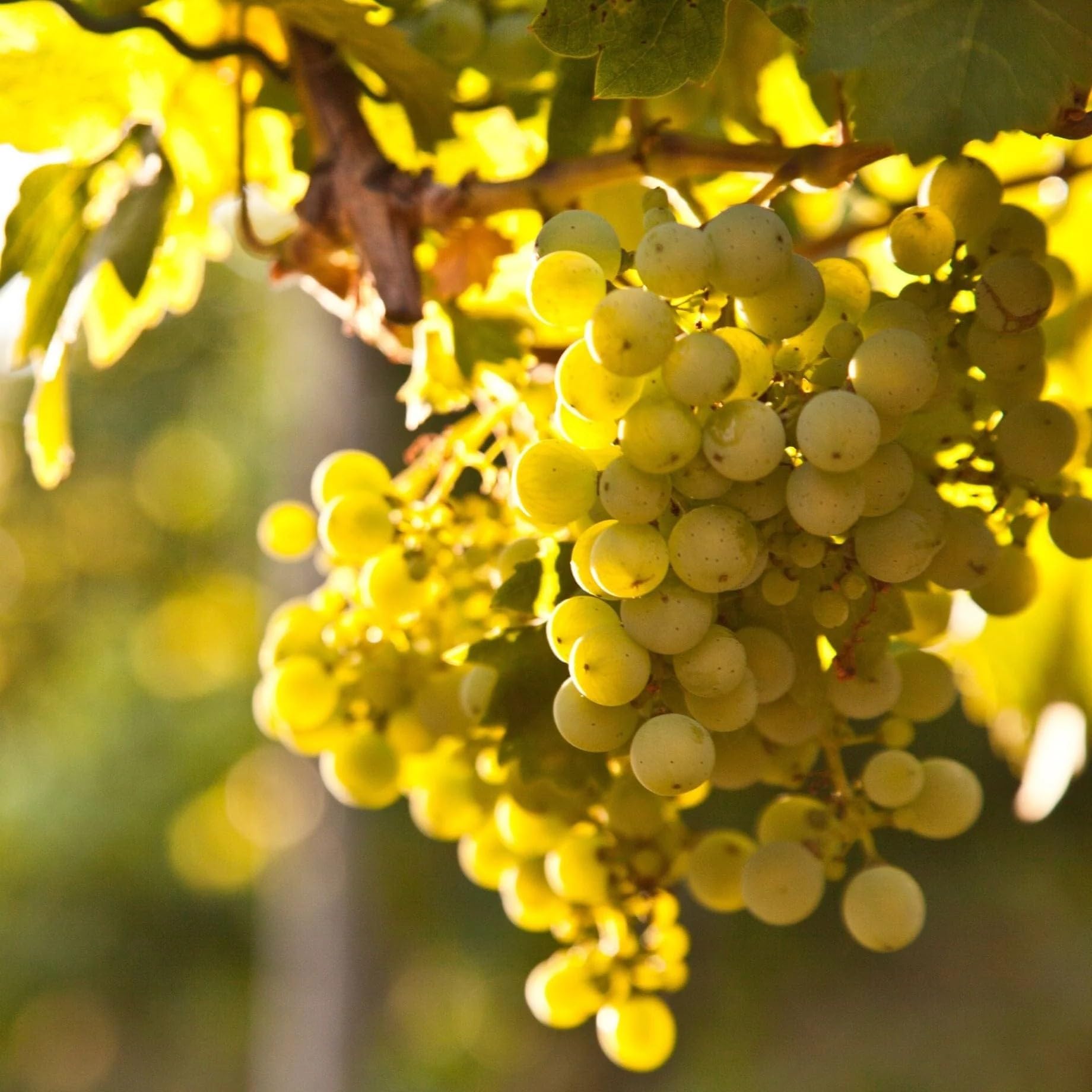 Roots Plants Regal Seedless Grape Vine in 3 Litre Pot - Heavy Yielding White Table Grape, Crisp & Sweet Seedless Fruit Plant, Ideal for Cold Greenhouse or Sunny Sheltered Wall