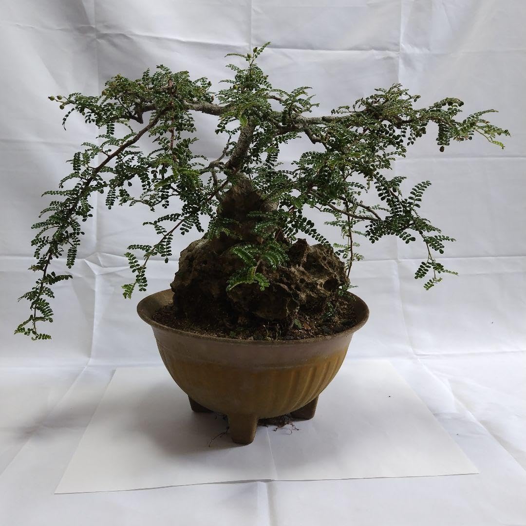 磯山椒 イソザンショウ 天梅 盆栽 14 磯山椒 イソザンショウ 天