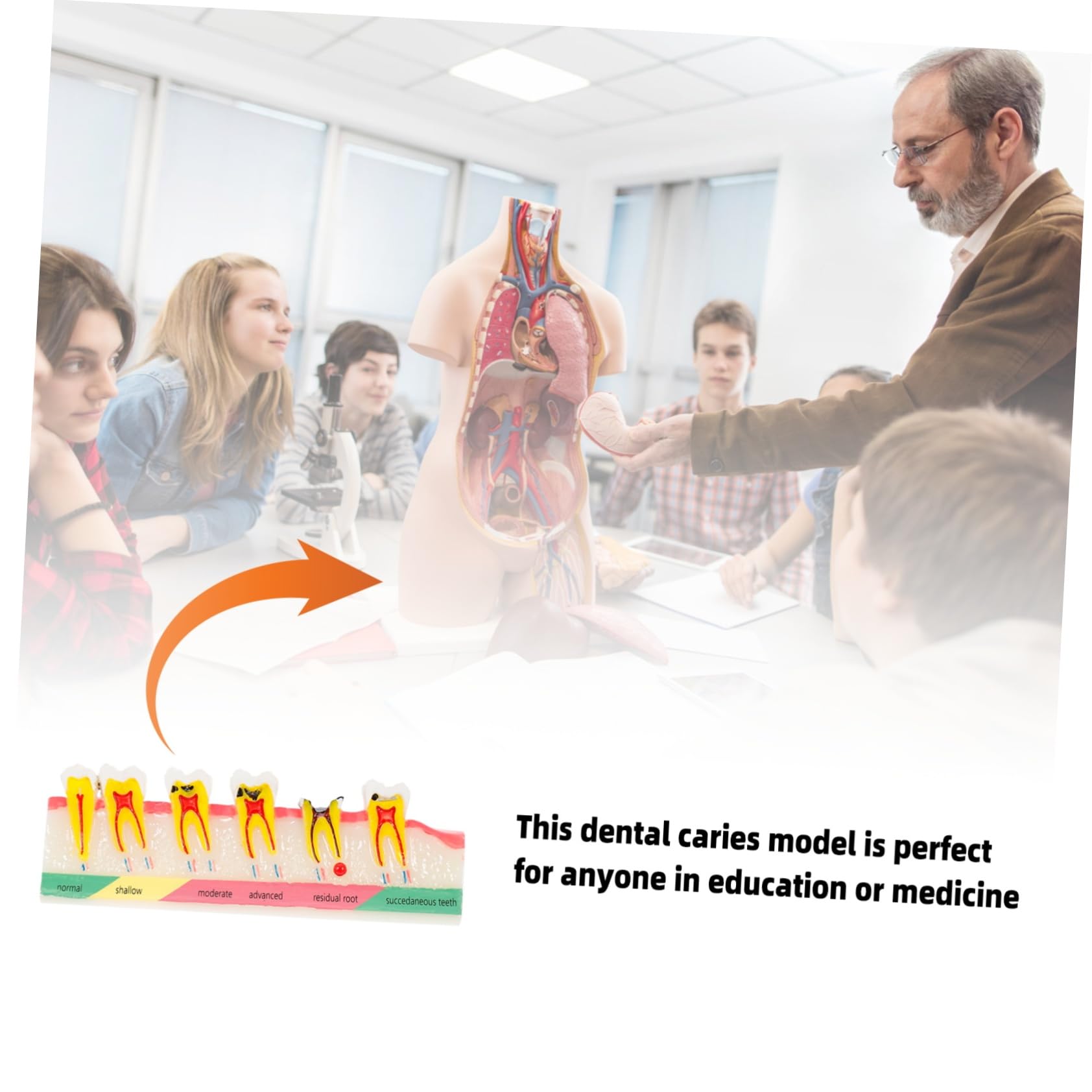 ULTECHNOVO 2pezzi Didattico Di Dente Per Carie e Decadenza Strumento Formativo Per Educazione Medica e Studio Odontoiatrico Patologico Per Presentazioni e Dimostrazioni Cliniche