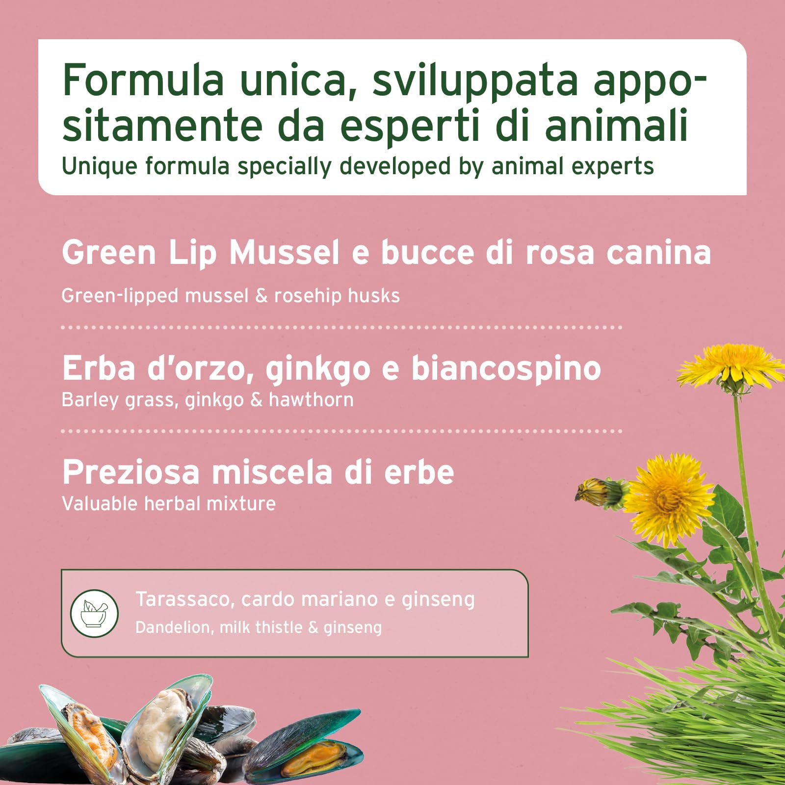 AniForte Senior Active Pulver 250 g für ältere Hunde - Mineralien, Aminosäuren & Vitamine für Hunde, unterstützt Gedächtnis- & Herzfunktion, Grünlippmuschel für Vitalität & Agilität, Senioren Futter