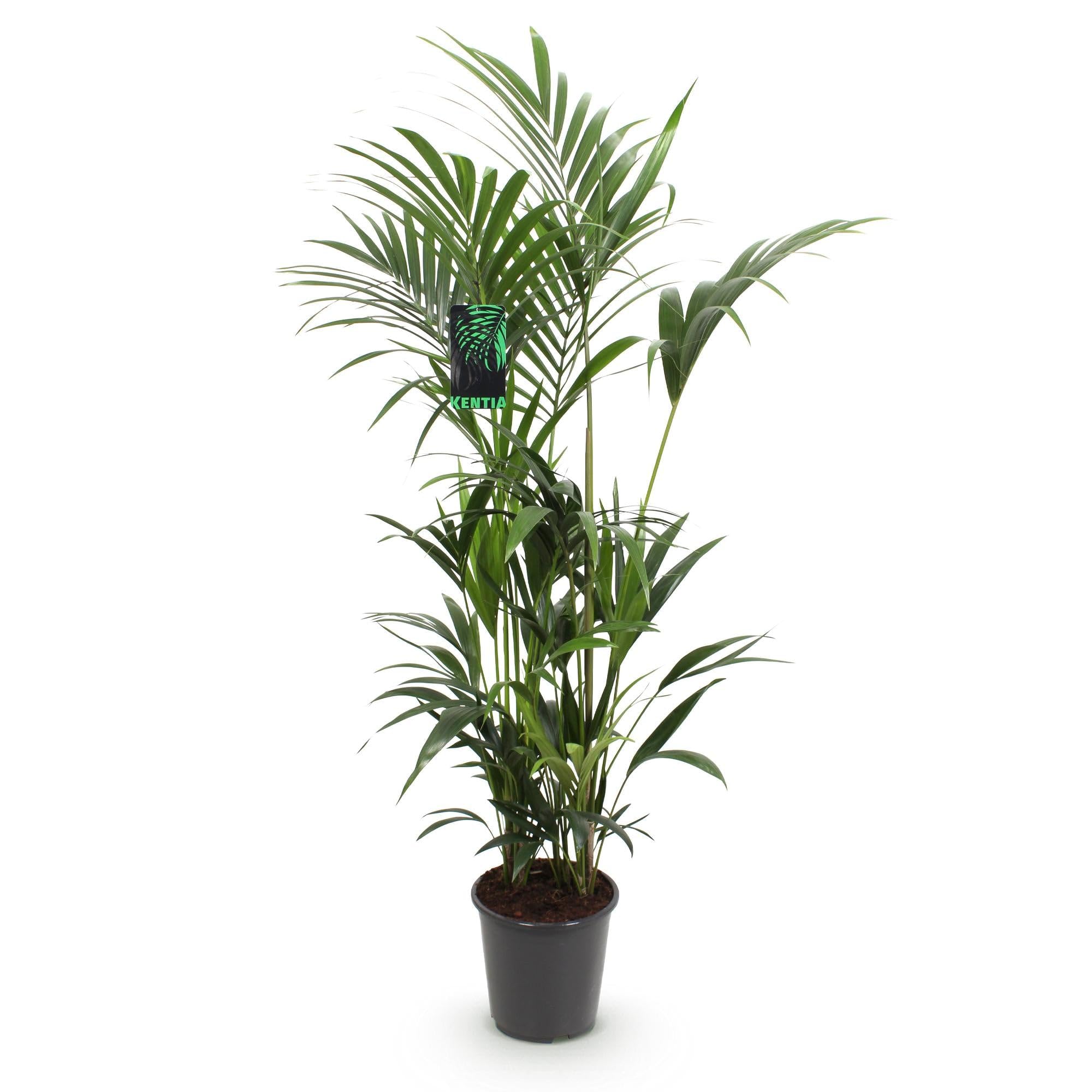 Green boutiQ - Zimmerpflanze - Howea Forsteriana - Kentia-Palme - Pflegeleicht - Grün - 1 Pflanze - Topf 27cm - Höhe 160-170cm