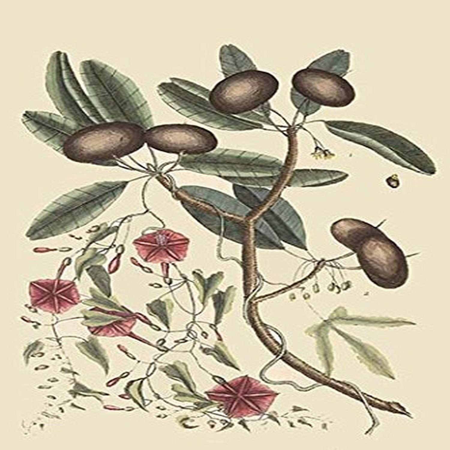 Buyenlarge 0-587-30515-0-P2030 'Sappadillo Tree and Bindweed' Paper Poster, 20 by 30-Inch