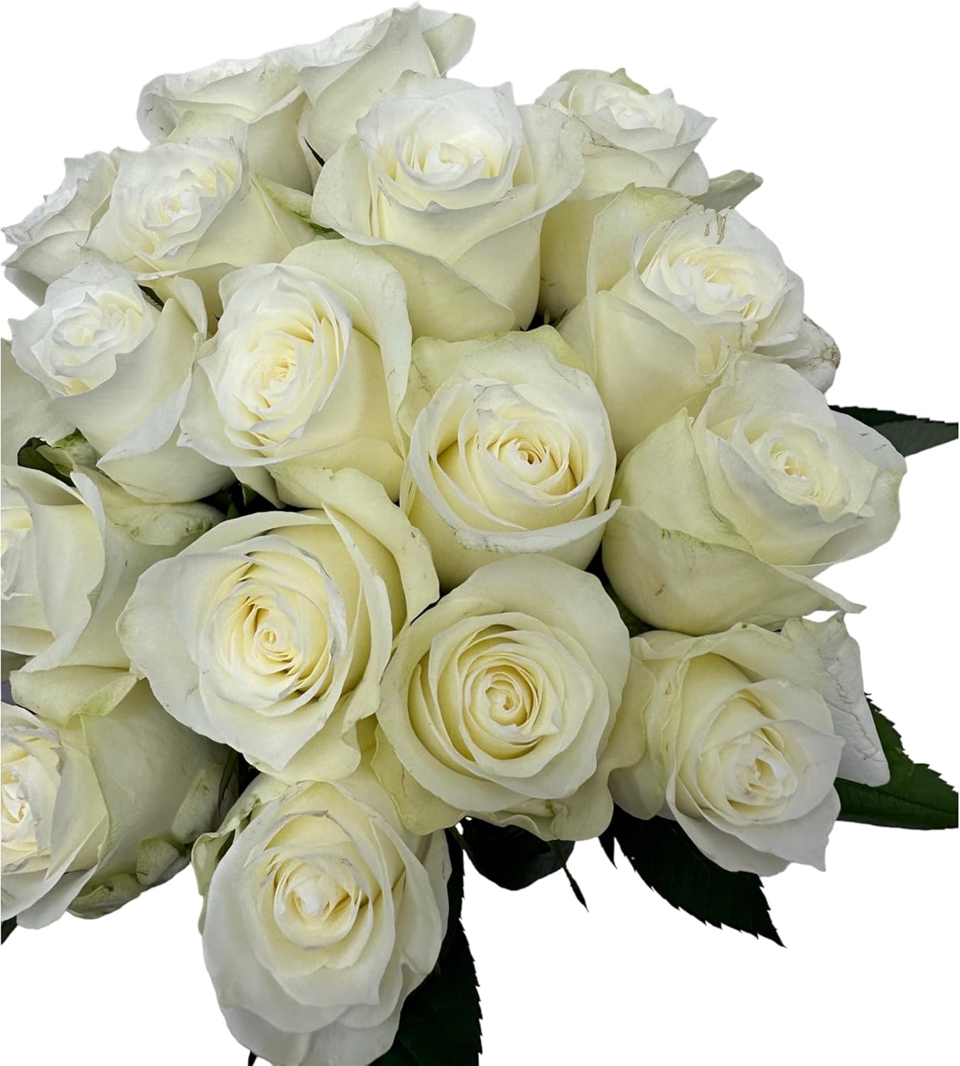 24 White Roses Fresh Cut Flowers Hydroponic Flower Arrangement Express Love birthday gift Los Angeles flower wholesale market