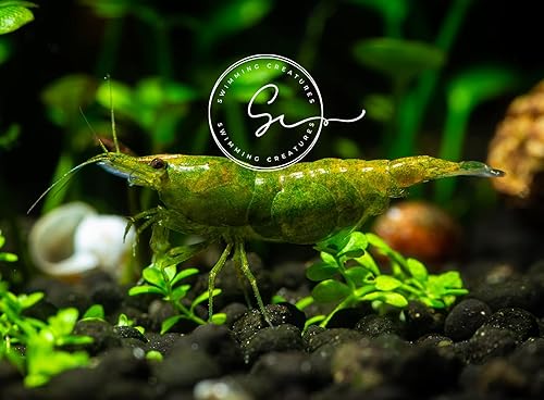 10 Manzana Verde Acuario de Agua Dulce Llegada Viva Guarante