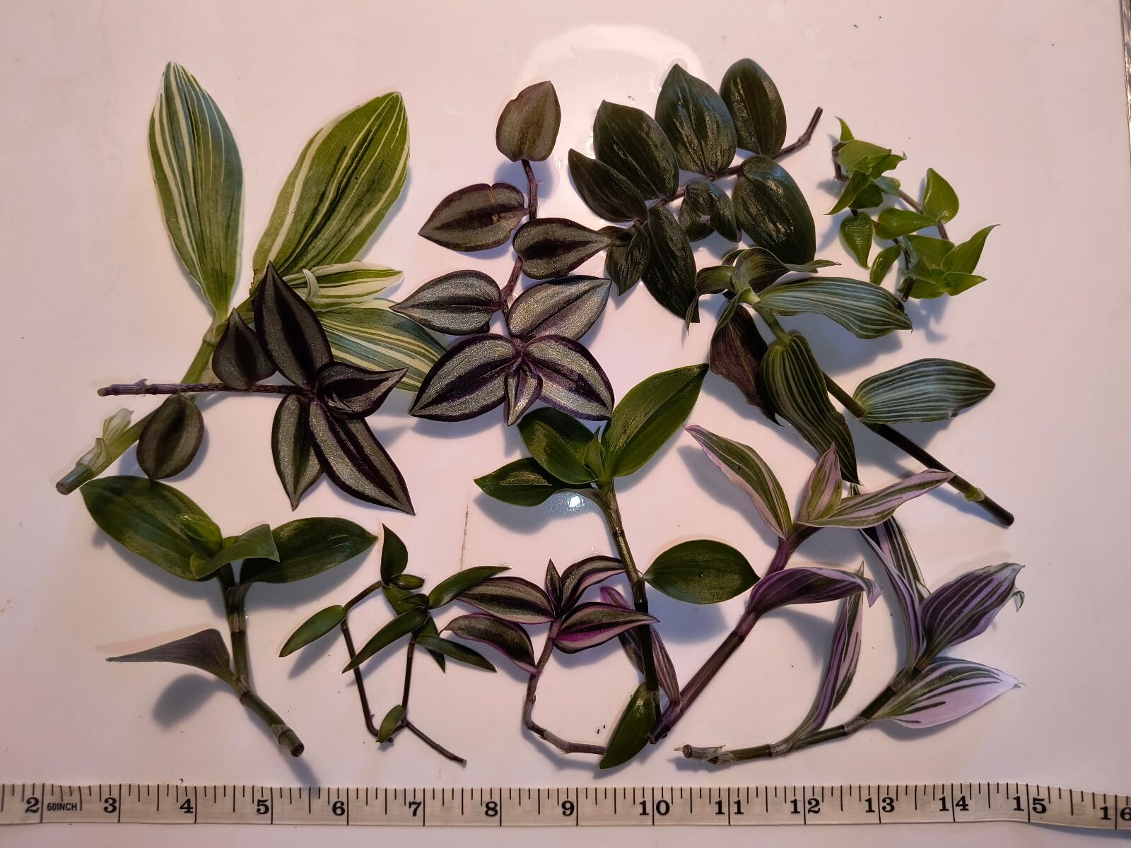 10 X UNROOTED Mixed Tradescantia Cuttings (5+cm). Lucky dip! Easy Growing!