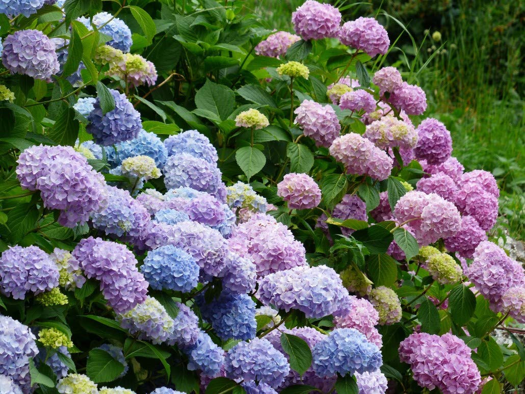 La reproducción por semillas de la Hortensia