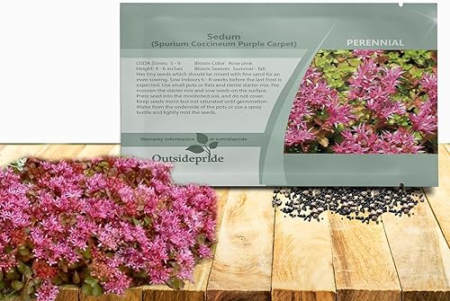 Outsidepride Purple Carpet Sedum Seeds - 2000 semillas perennes de cobertura del suelo para plantar, plantas suculentas resistentes al frío y