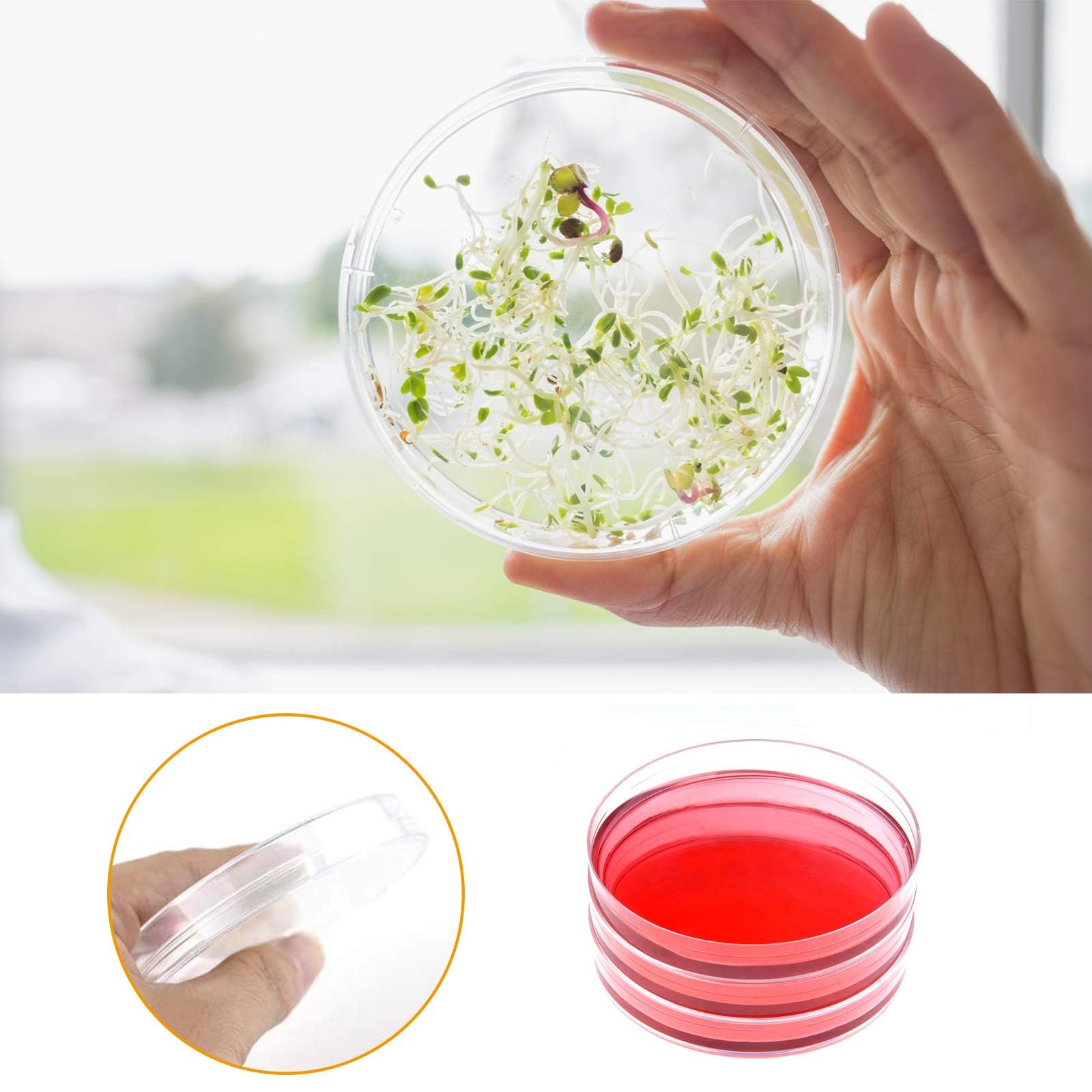 30 unidades de plástico Petri Dishes with Lids,90 x 15 mm Bioresearch Estériles Petri Dish,Culture Dishes for School Science Projects,Seeding,Storage,Biological Themed Party