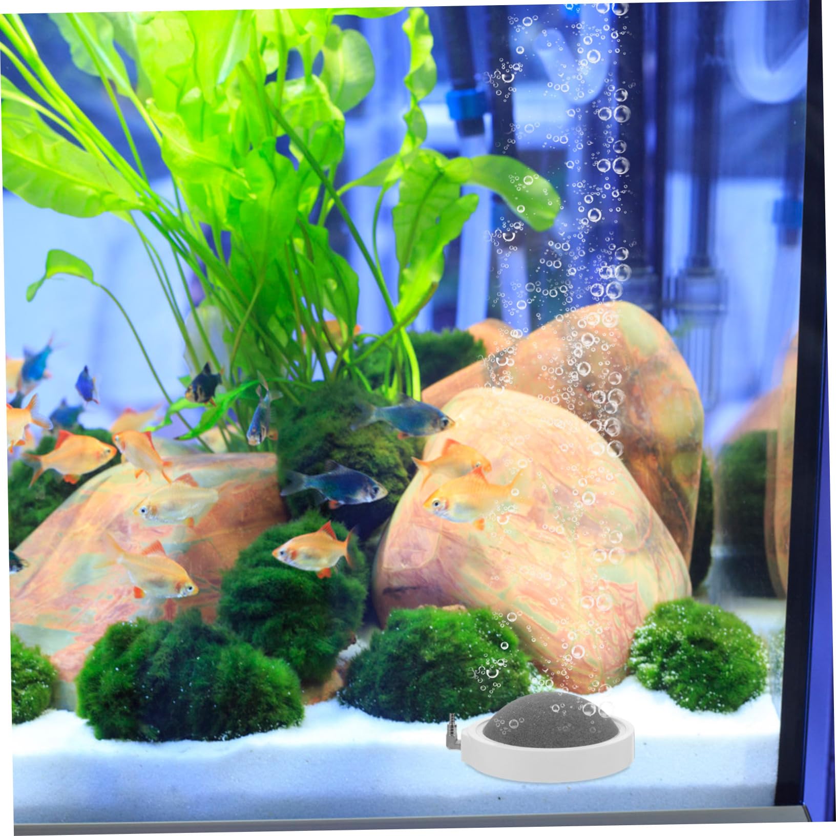 2piezas Disco De Aire para Acuario Piedra Difusora De Burbujas De Piedra De Oxigenación para Acuarios y Tanques De Peces Adecuado para Uso Diario